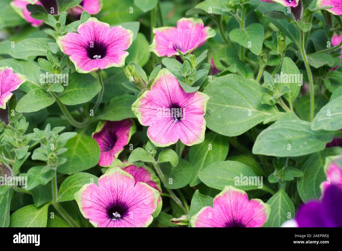 Petunia Designer buzz lila Blüten. Stockfoto
