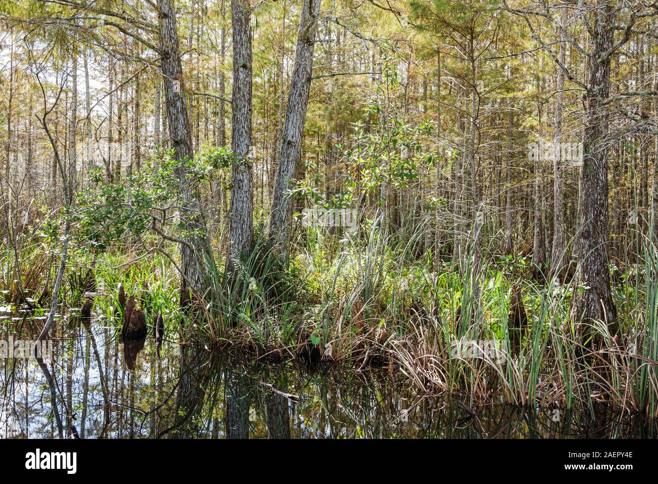 Palm Beach Gardens Florida, Loxahatchee Slough Natural Area, Feuchtgebiete Preserve, Wildlife Refugium, kahle Zypressen Wassersumpf, Besucher reisen Stockfoto
