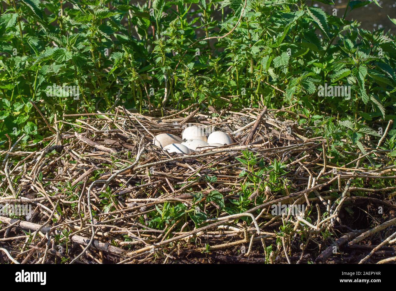 Kanadagans, Branta canadensis) Gelege (Kanada Gans, Nest mit Eiern • Baden-Württemberg, Deutschland Stockfoto