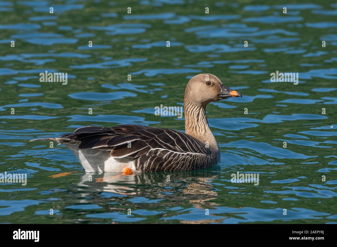 Tundrasaatgans (Anser fabalis rossicus) Bean Goose • Baden-Württemberg, Deutschland Stockfoto