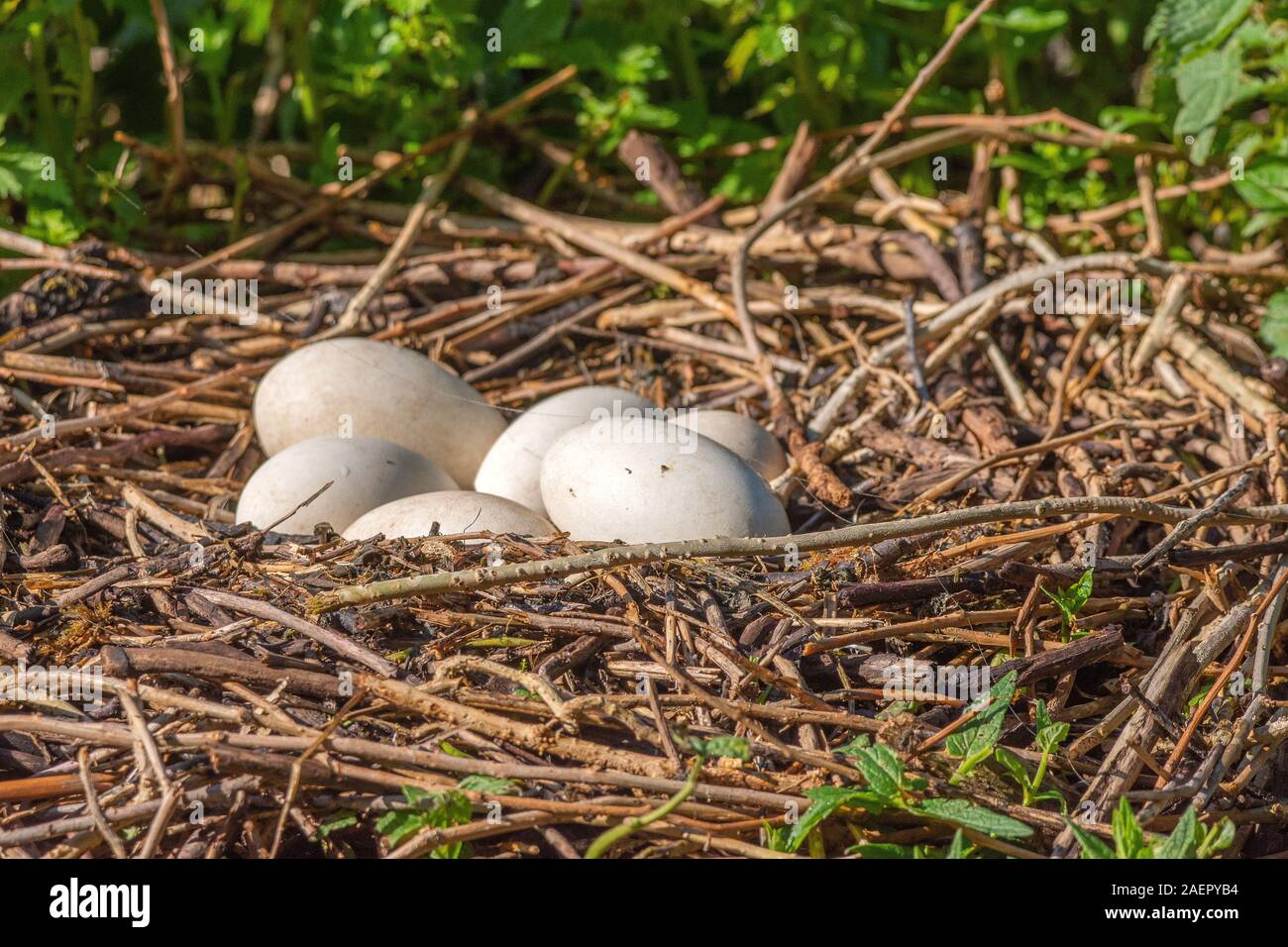 Kanadagans, Branta canadensis) Gelege (Kanada Gans, Nest mit Eiern • Baden-Württemberg, Deutschland Stockfoto