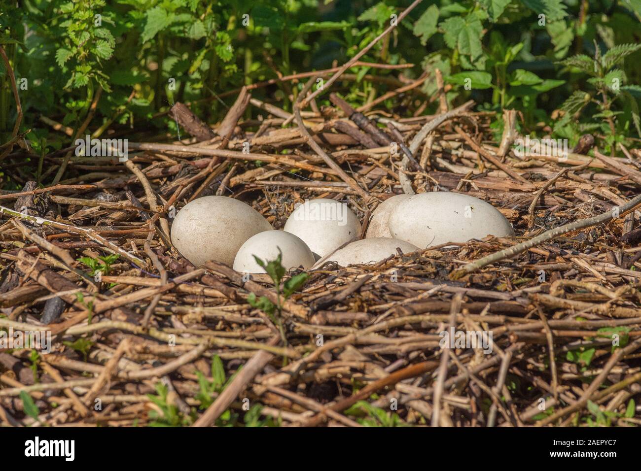 Kanadagans, Branta canadensis) Gelege (Kanada Gans, Nest mit Eiern • Baden-Württemberg, Deutschland Stockfoto