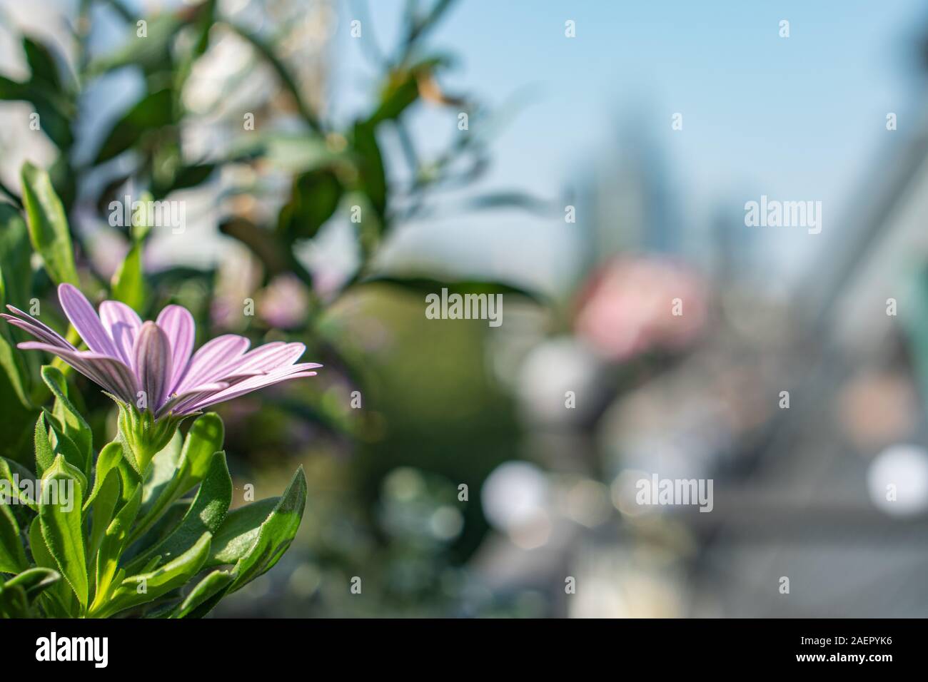 Blumen auf dem Balkon in Frankfurt mit verschwommener Skyline im Hintergrund Stockfoto
