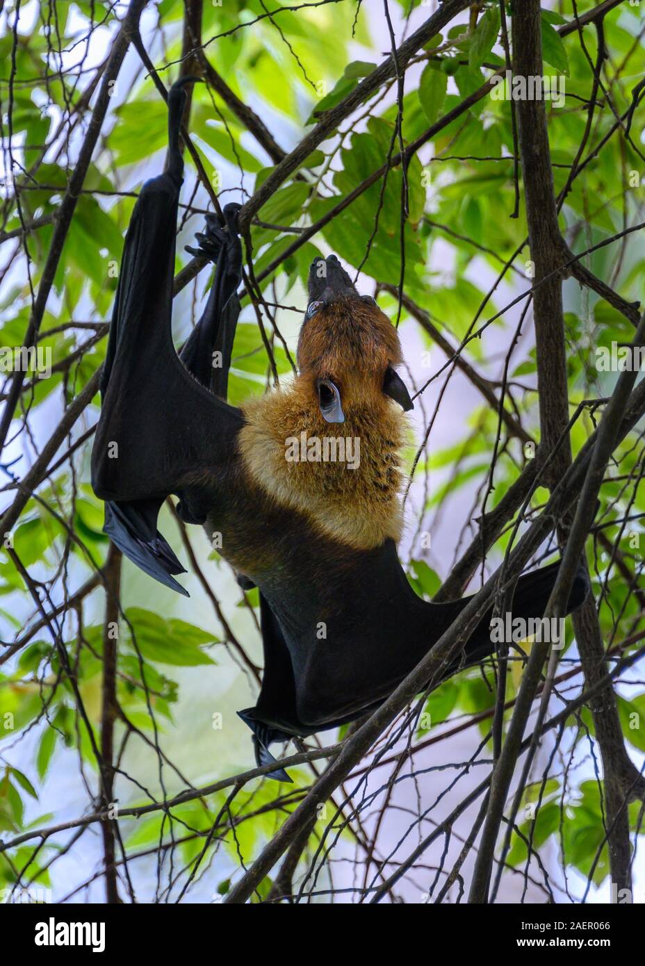 Obst bat, Vilamendhoo, Malediven Stockfoto