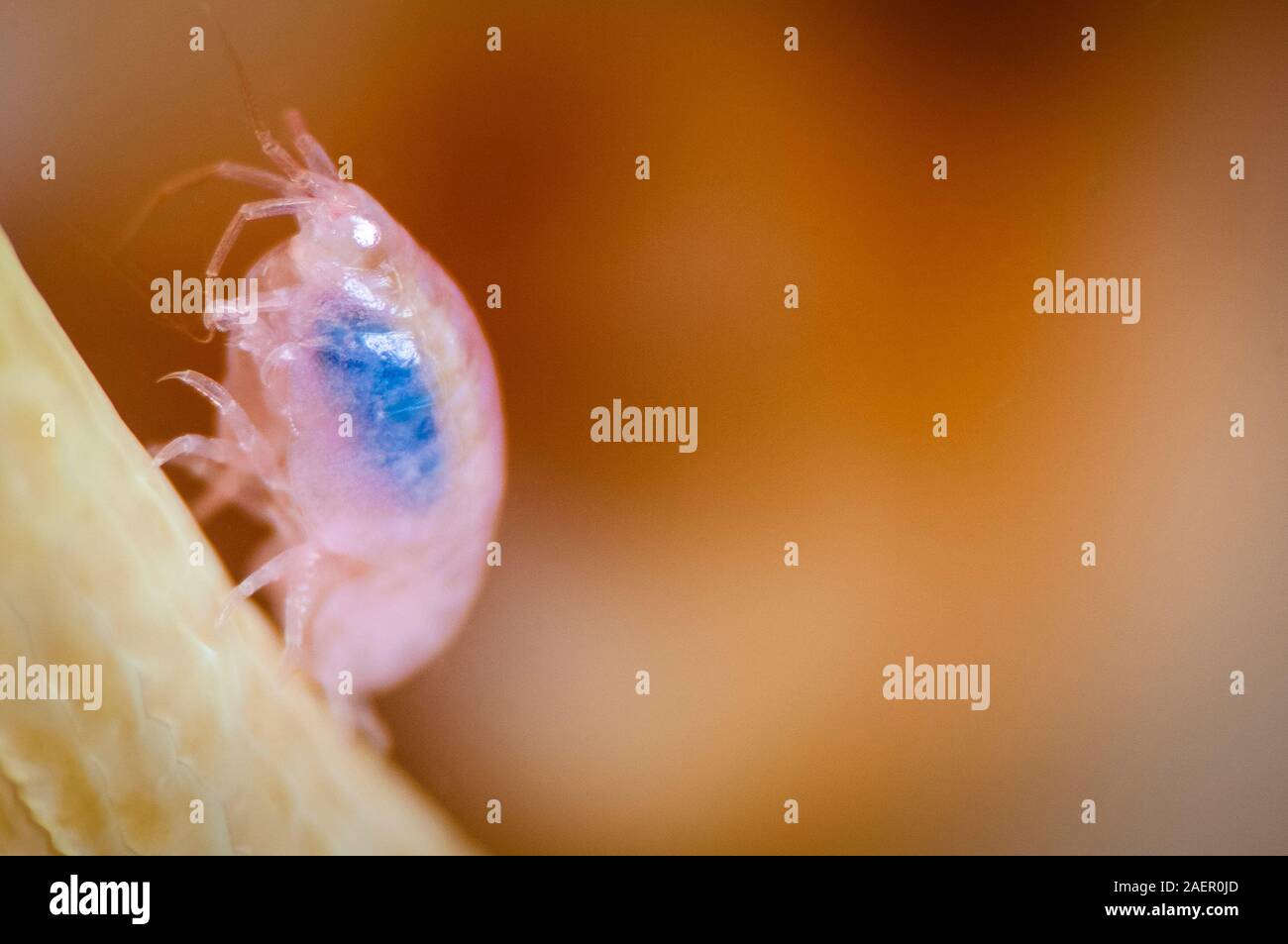 Sehr kleine amphipod Leben auf einem nördlichen Roten Anemone Stockfoto