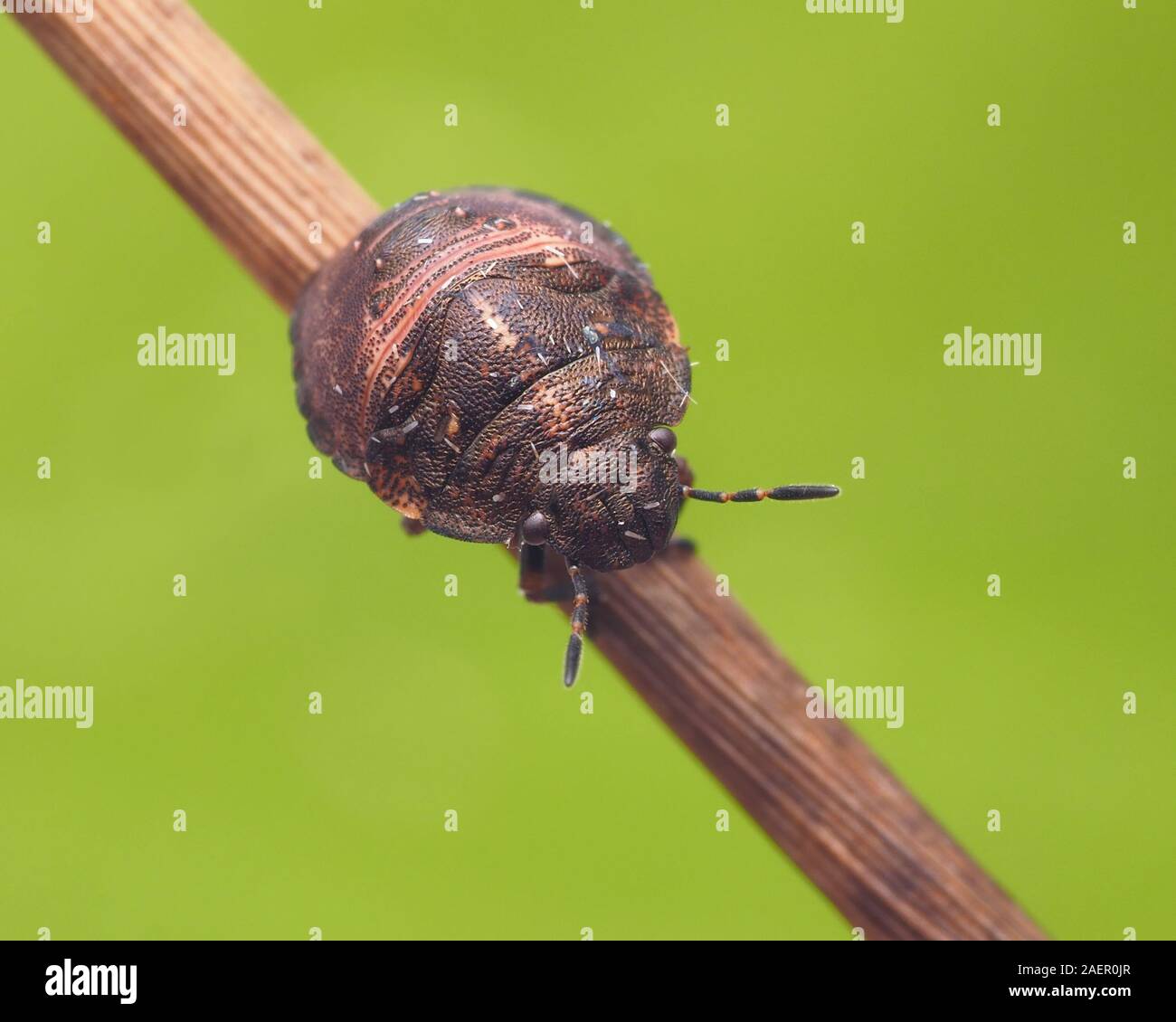 Schildkröte Shieldbug Nymphe (Eurygaster testudinaria) Crawling down Pflanze stammen. Tipperary, Irland Stockfoto