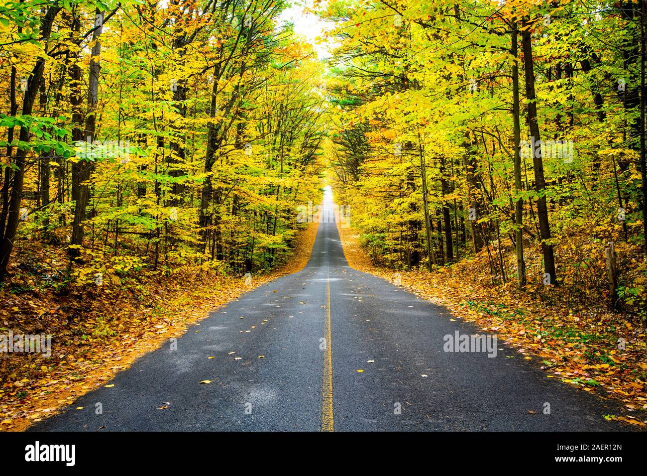 Park Road verschwinden in den Herbst Wald Stockfoto