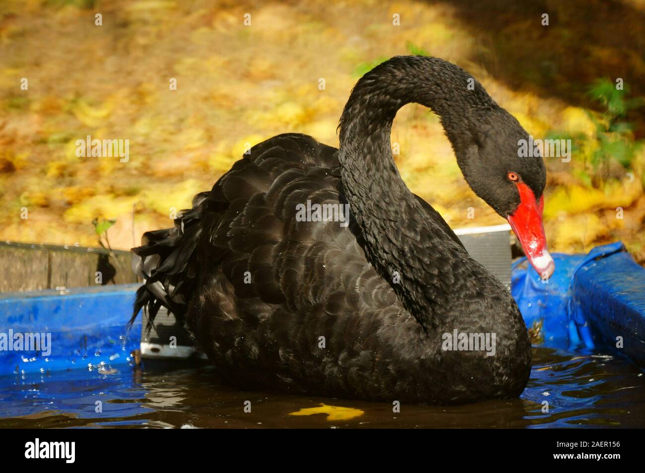 Foto Schwäne auf dem Teich. Schönen Schwäne in der Natur. Stockfoto