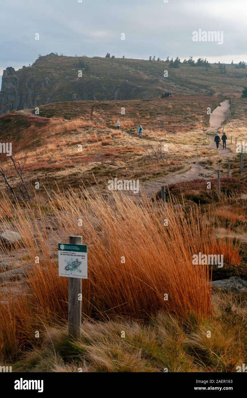 Wanderer in Tanet Gazon du Faing Naturpark, Hautes Vosges, Oberrhein (68), Grand Est Region, Frankreich Stockfoto