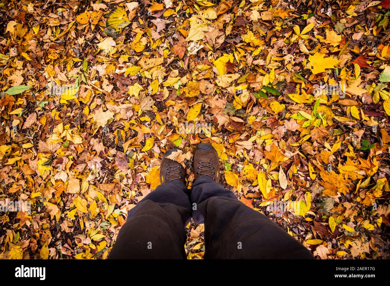 Schöner Spaziergang im Wald im Herbst Farben Stockfoto