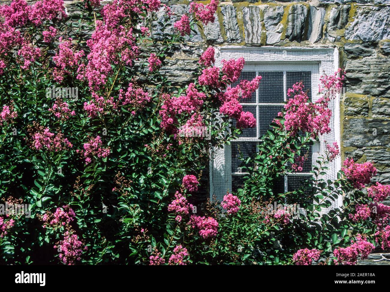 Rosa Krape Myrtenbaum- und Steinristmüllfenster, Lancaster County, Pennsylvania, PA, USA, Vintage Grist Mill, POV, Sträucher blühender Baum Stockfoto