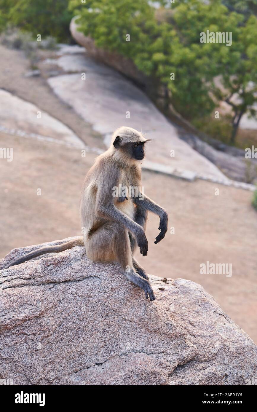 Grau langur Affe in Hampi, Indien Stockfoto