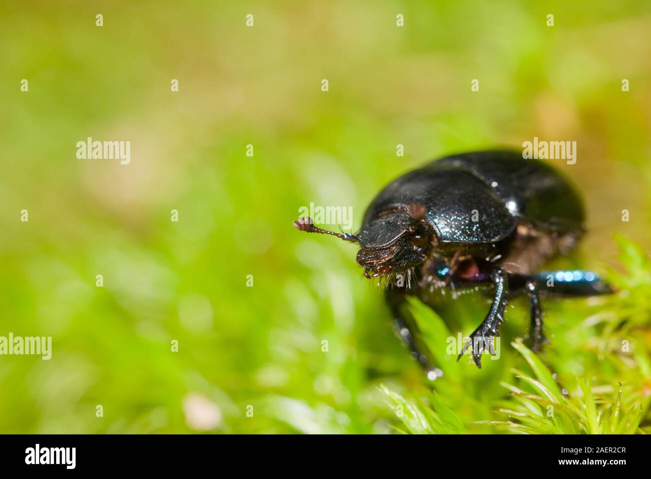 Wald Mistkäfer Stockfoto