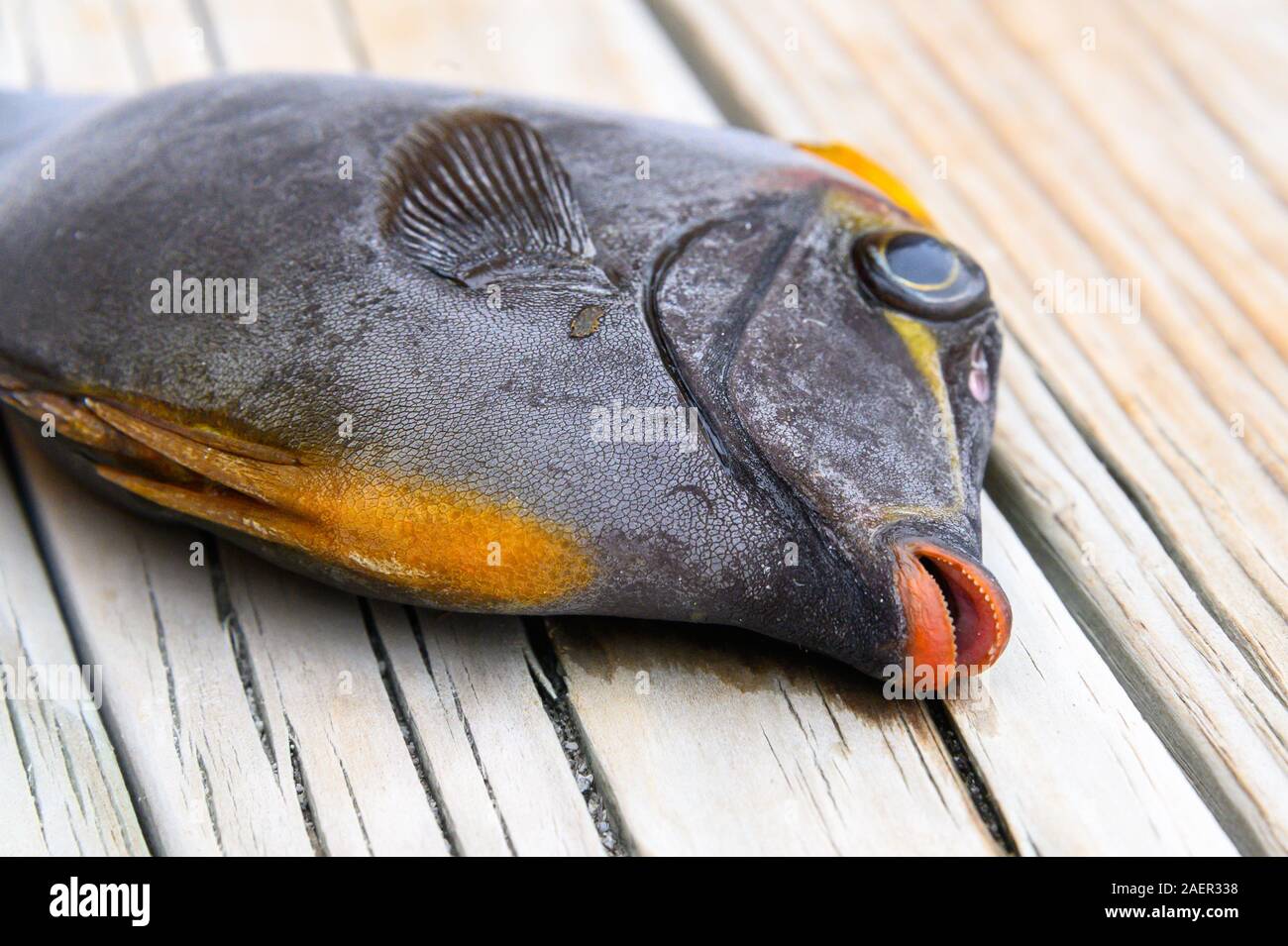 Doktorfische - ein Geschenk von einem Graureiher, Malediven Stockfoto