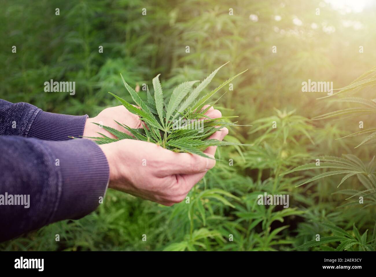 Grüne Blätter von Marihuana in einer Hand. Marihuana sucht Stockfoto