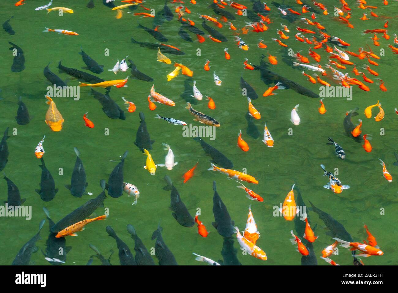Orange Koi und Spiegel Stockfotos und bilder Kaufen Alamy