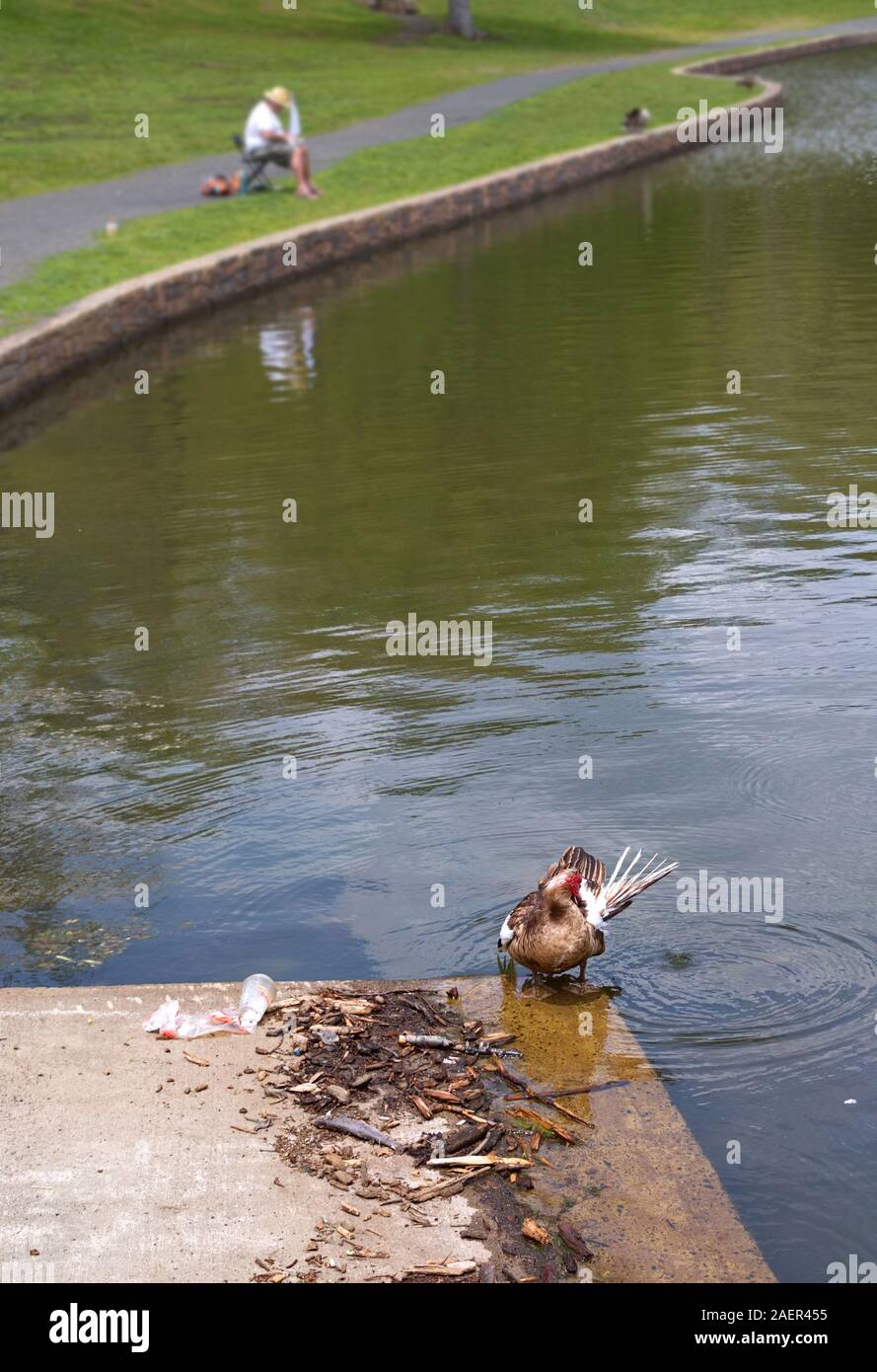 Eine männliche Ente oder Drake an Land trocknen und Pflege mit Funkfernsteuerung Bastler arbeiten auf seiner Skala Boot. Stockfoto