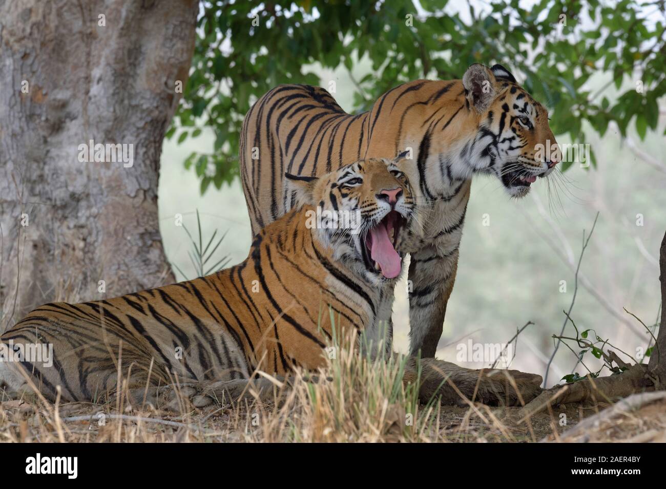 Zwei junge Bengal Tiger (Panthera tigris tigris), Andhari Tadoba Tiger Reserve, Maharashtra, Indien Stockfoto