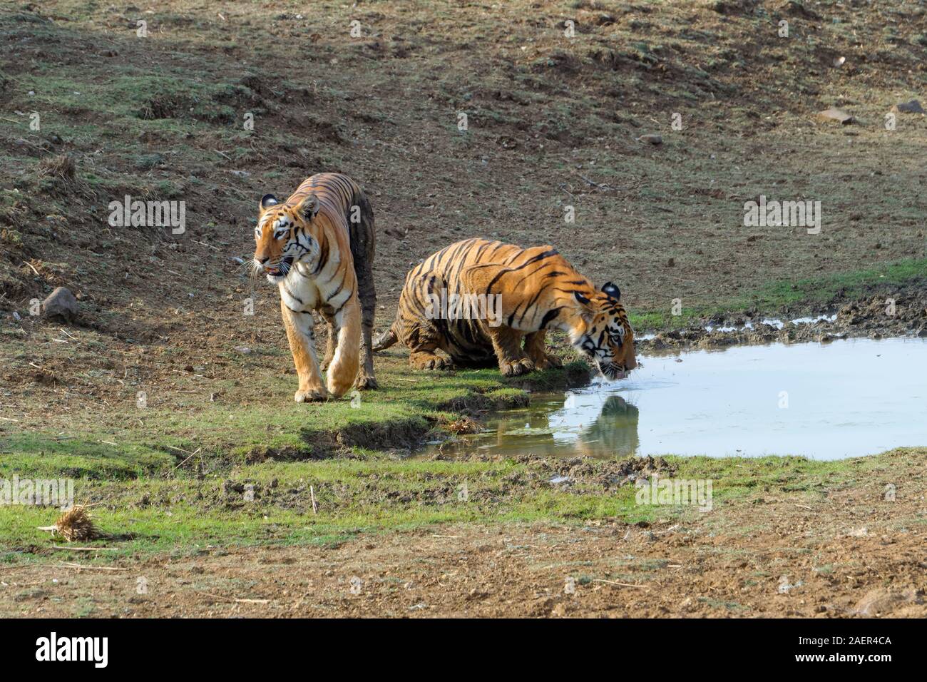 Weibliche Bengal Tiger (Panthera tigris tigris) und sub nach Tiger an einem Teich, Andhari Tadoba Tiger Reserve, Maharashtra, Indien Stockfoto