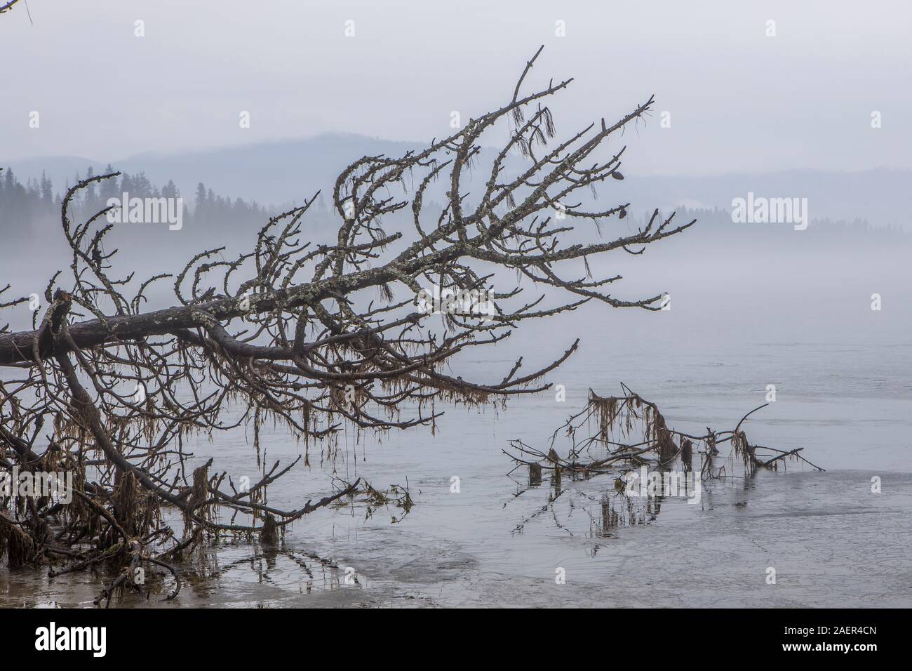 Eine teilweise abstrakten Foto der Zweige von einem gefallenen Baum durch das gefrorene Wasser von Hayden Lake in Idaho. Stockfoto