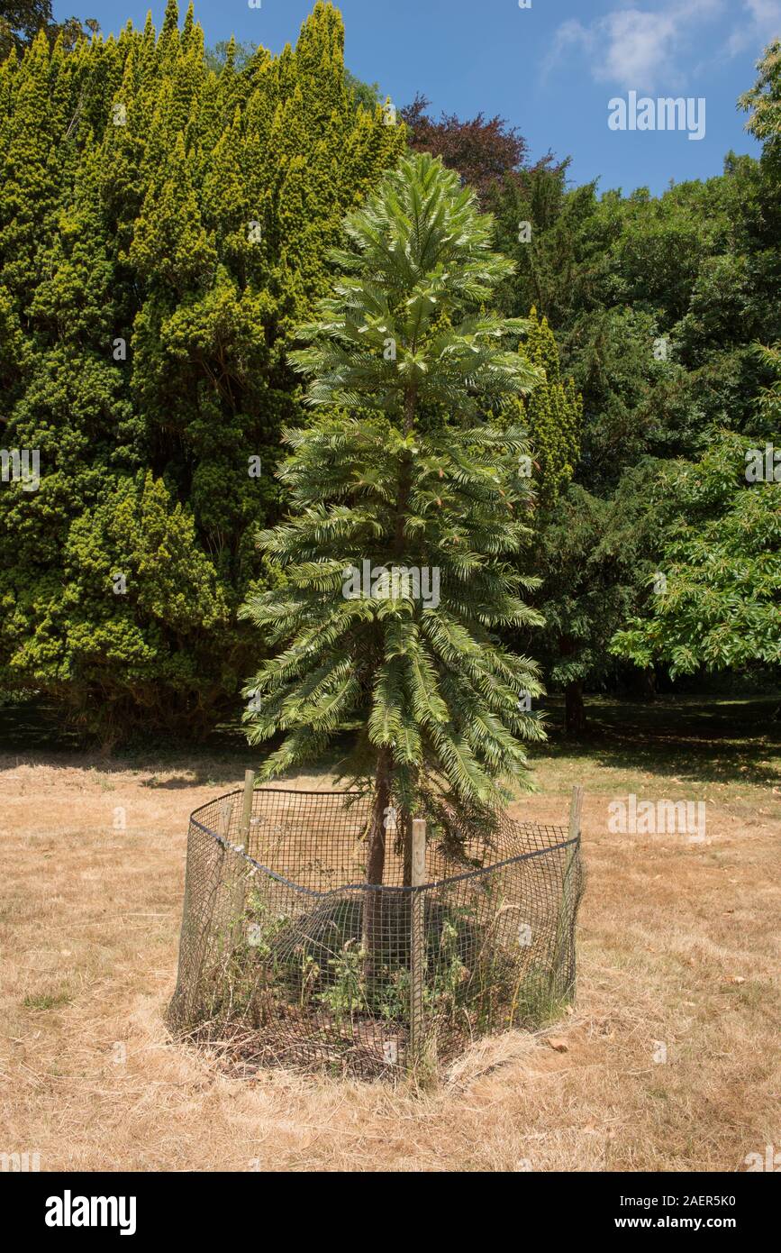 Immergrüne Nadelbaum Wollemi Pine Tree (Wollemia nobilis) in einem Garten mit einem strahlend blauen Himmel Hintergrund Stockfoto