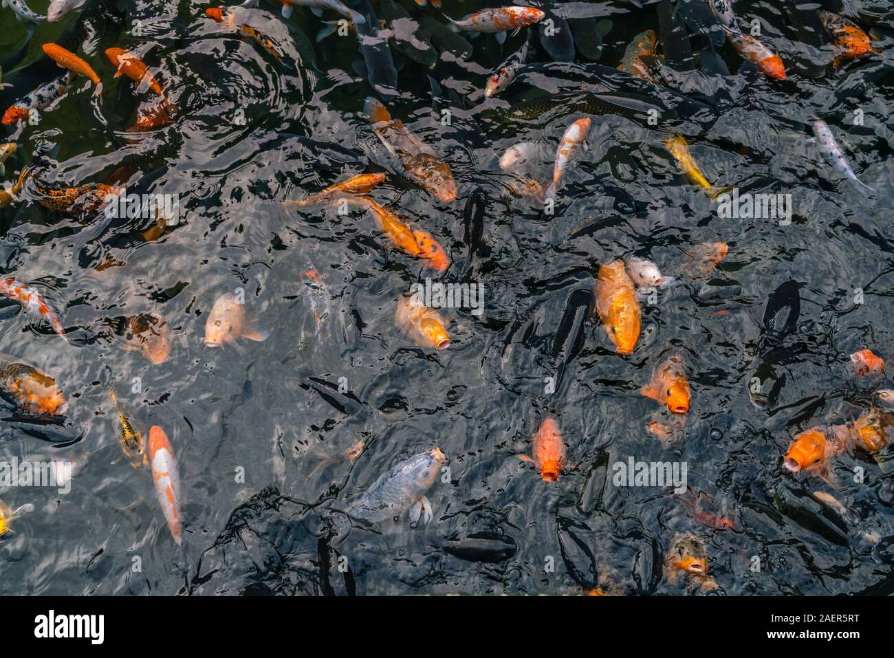 Fancy koi Fotos und Bildmaterial in hoher Auflösung Alamy