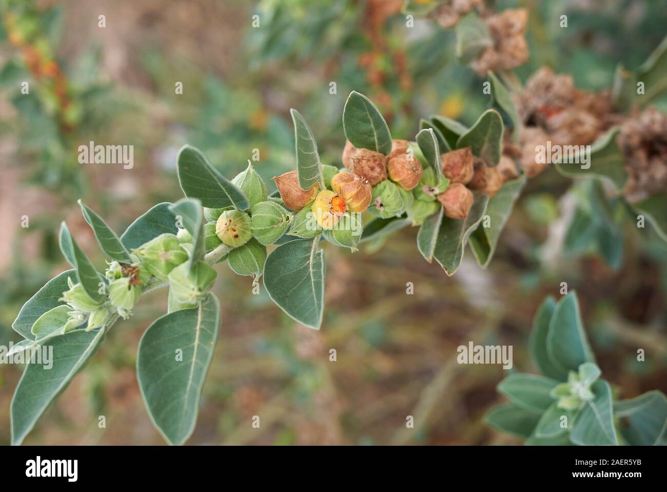 Withania Somnifera Pflanze Stockfotos und  bilder Kaufen   Alamy