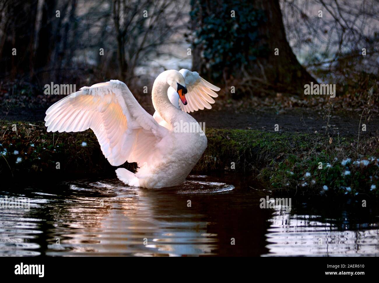 SWAN WINGS Winter River Wey Sonnenuntergang mit Stummschaltung cob Schwan seine Flügel Kennzeichnung Gebiet auf verschneiten Winter River Wey bei Sonnenuntergang Surrey England Großbritannien Verbreitung Stockfoto