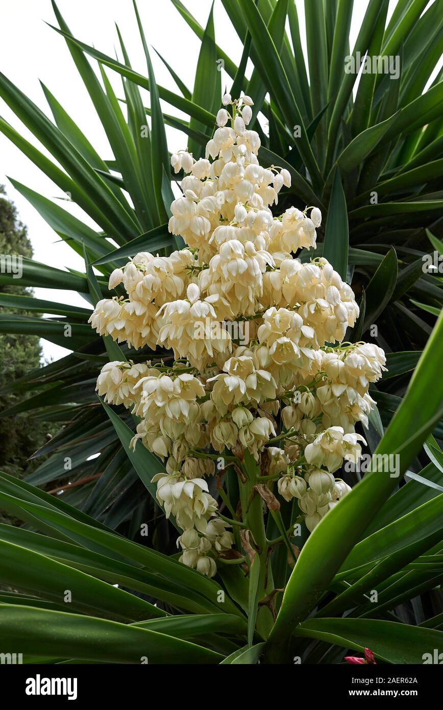 Yucca gigantea in voller Blüte Stockfoto