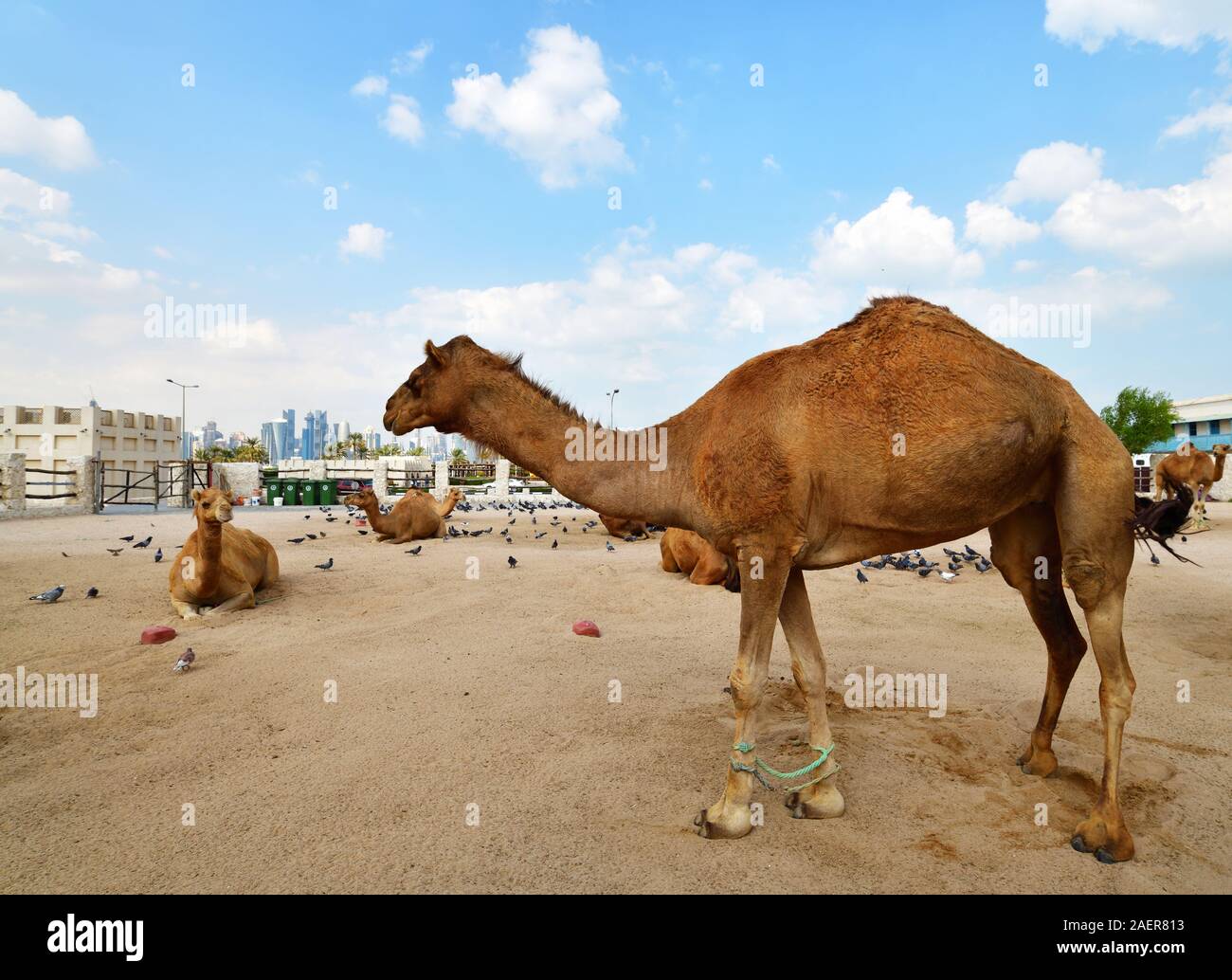 Kamele in Doha, Katar, Stockfoto