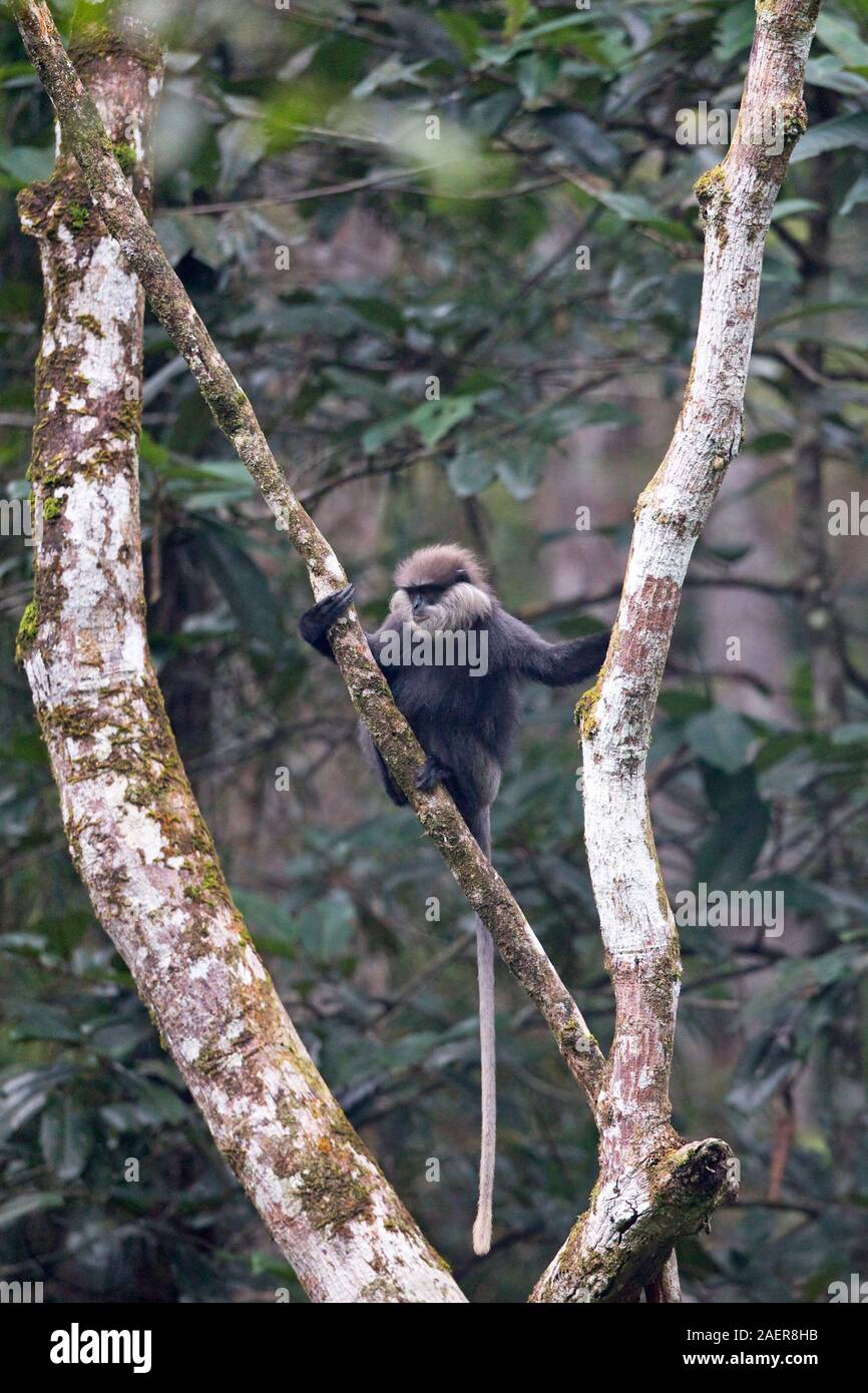 Purple-faced Langur (Trachypithecus vetulus Vetulus) Stockfoto