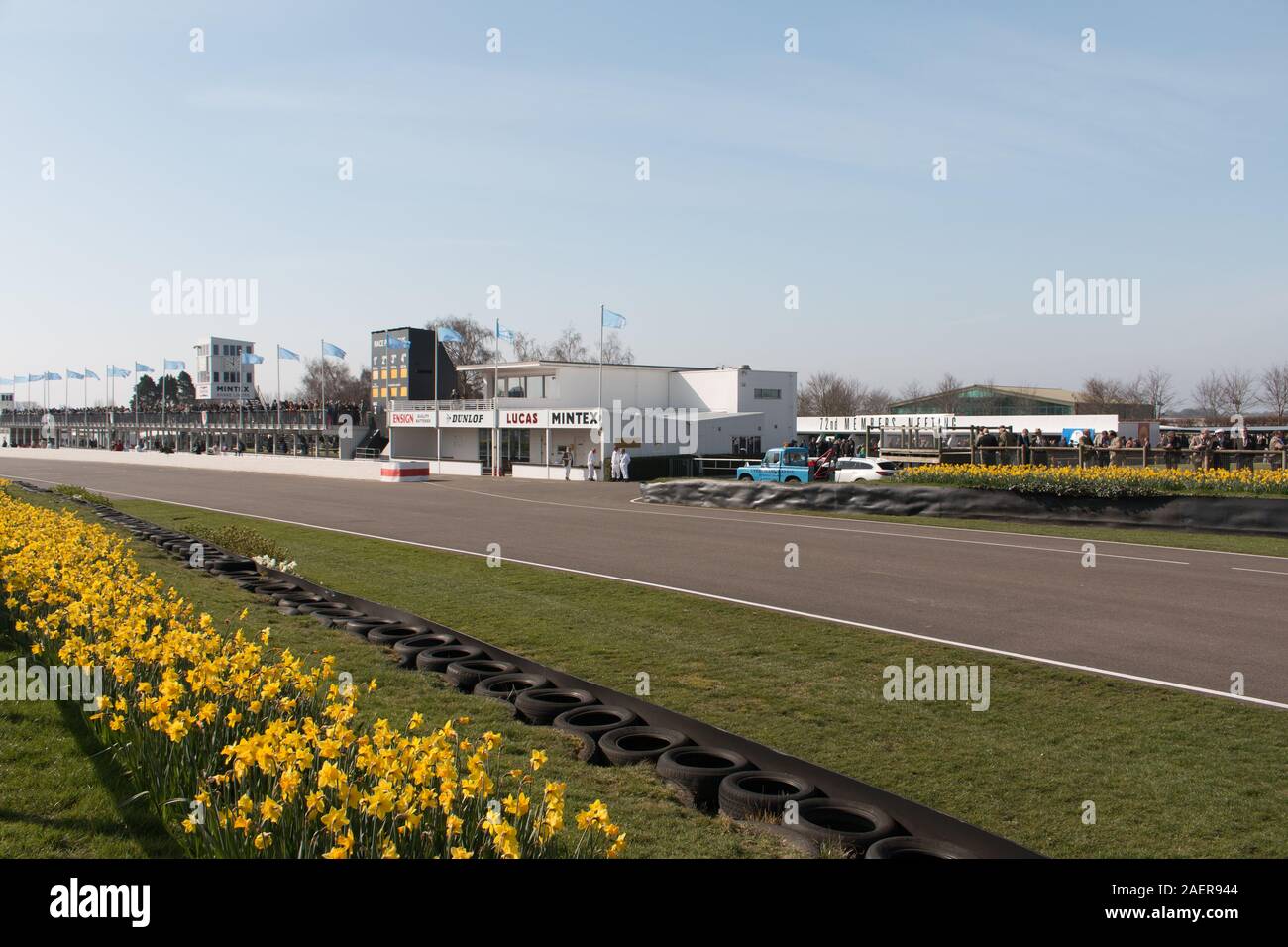 Narzissen in Goodwood Motor Racing Chichester West Sussex Stockfoto