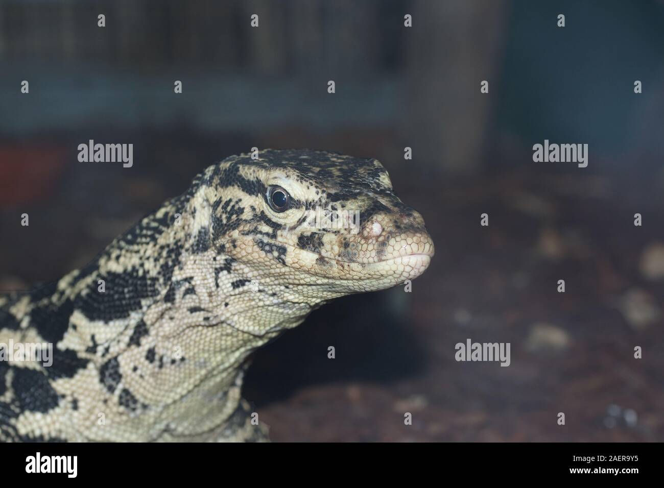 Varanus Salvator (Asiatische Wasser Monitor) Stockfoto