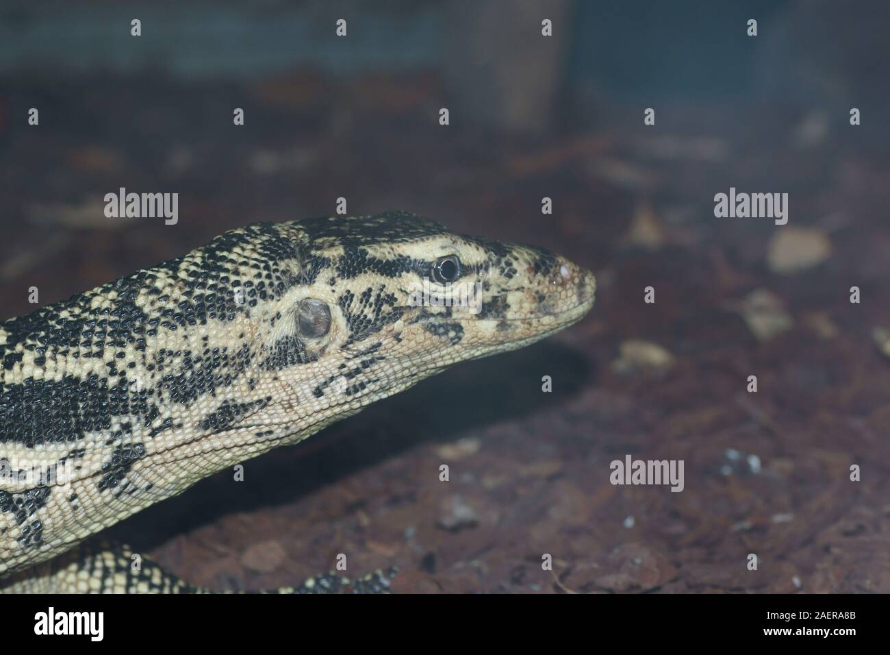 Varanus Salvator (Asiatische Wasser Monitor) Stockfoto