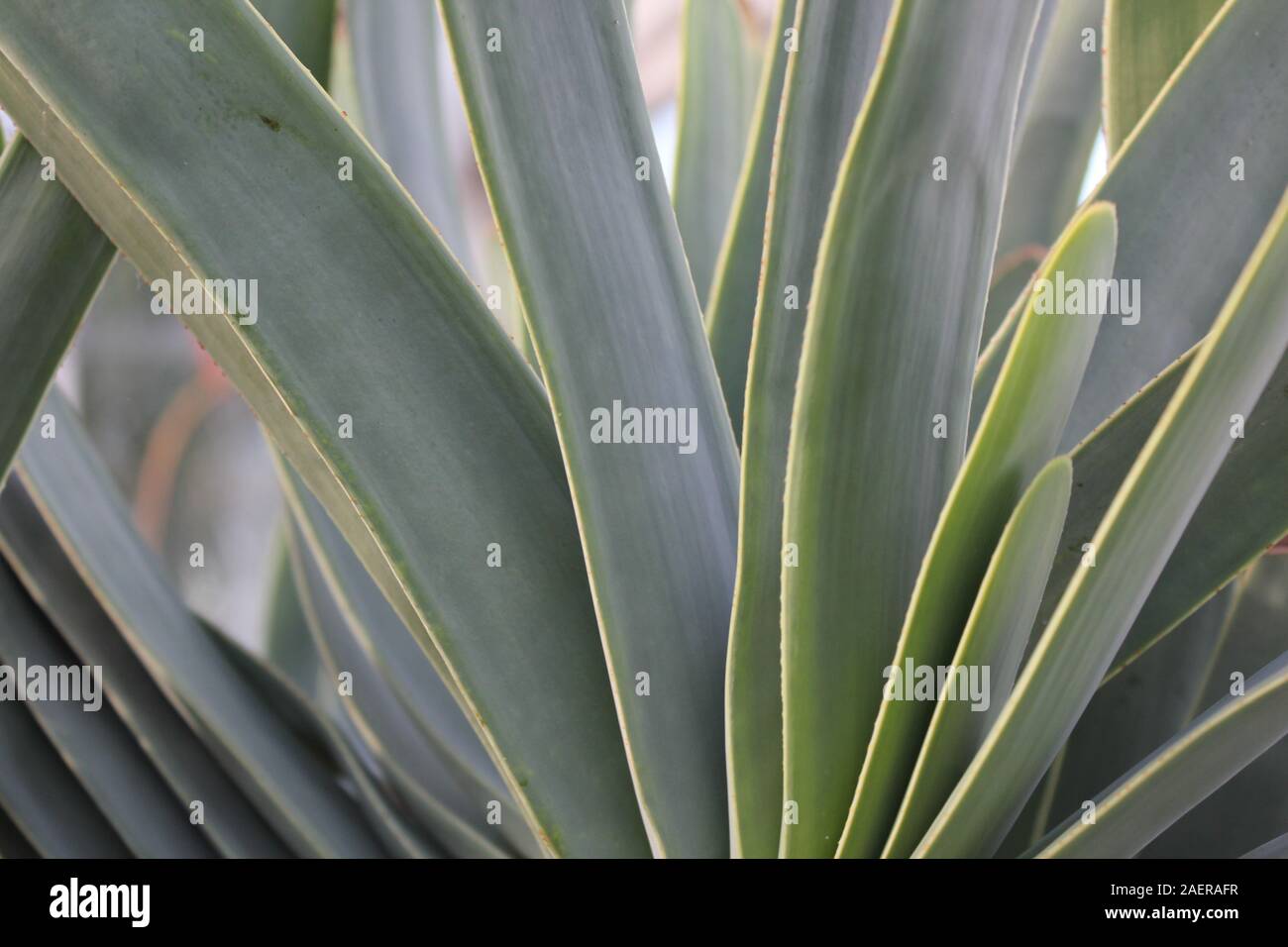 Ventilator Aloe plicatilis Pflanze, Arzneimittel, Aloe, Savila Stockfoto