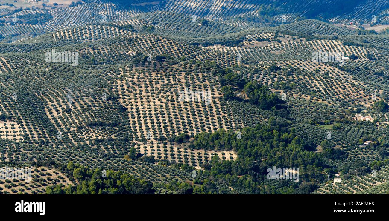 Erhöhten Blick auf Olivenbäume pflanzen wachsen auf Hügel, La Iruela, Provinz Jaen, Spanien Stockfoto