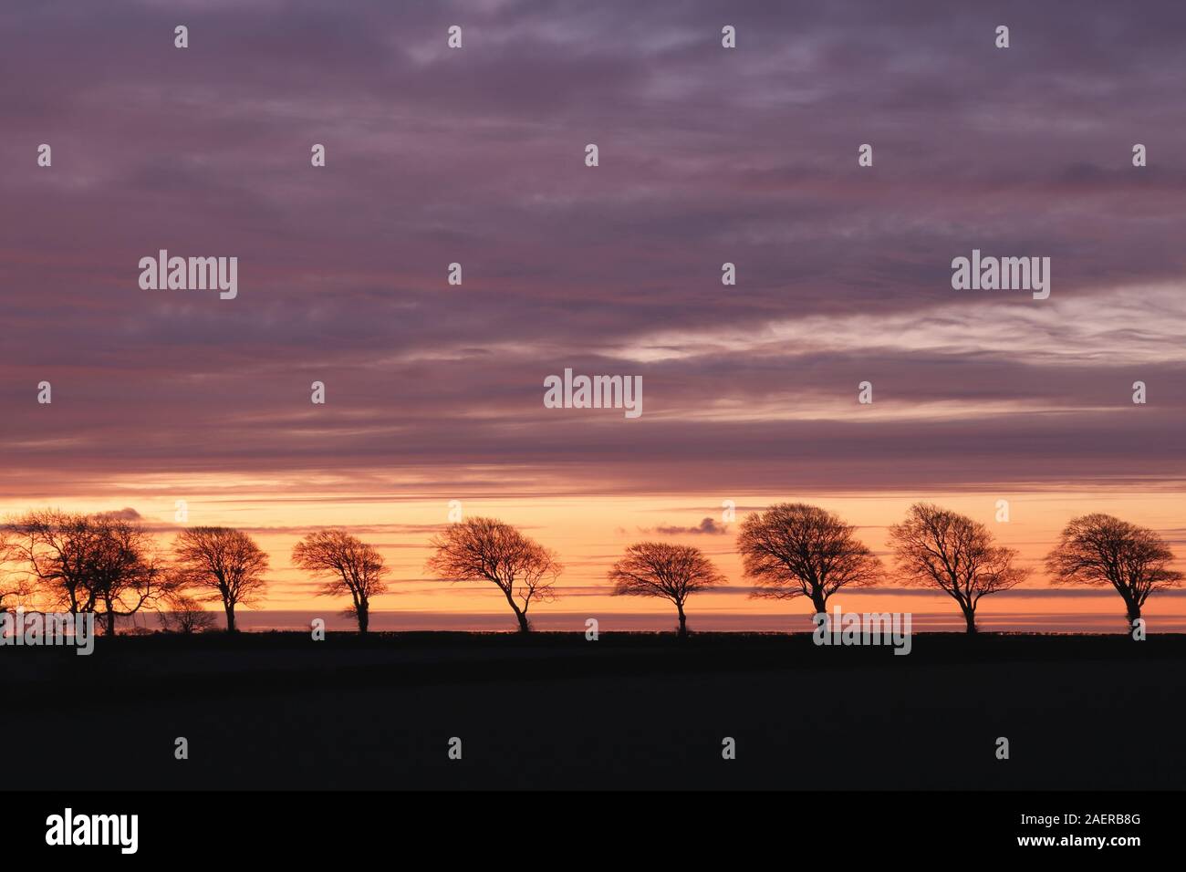 Reihe der Bäume am Horizont in der Morgendämmerung Stockfoto