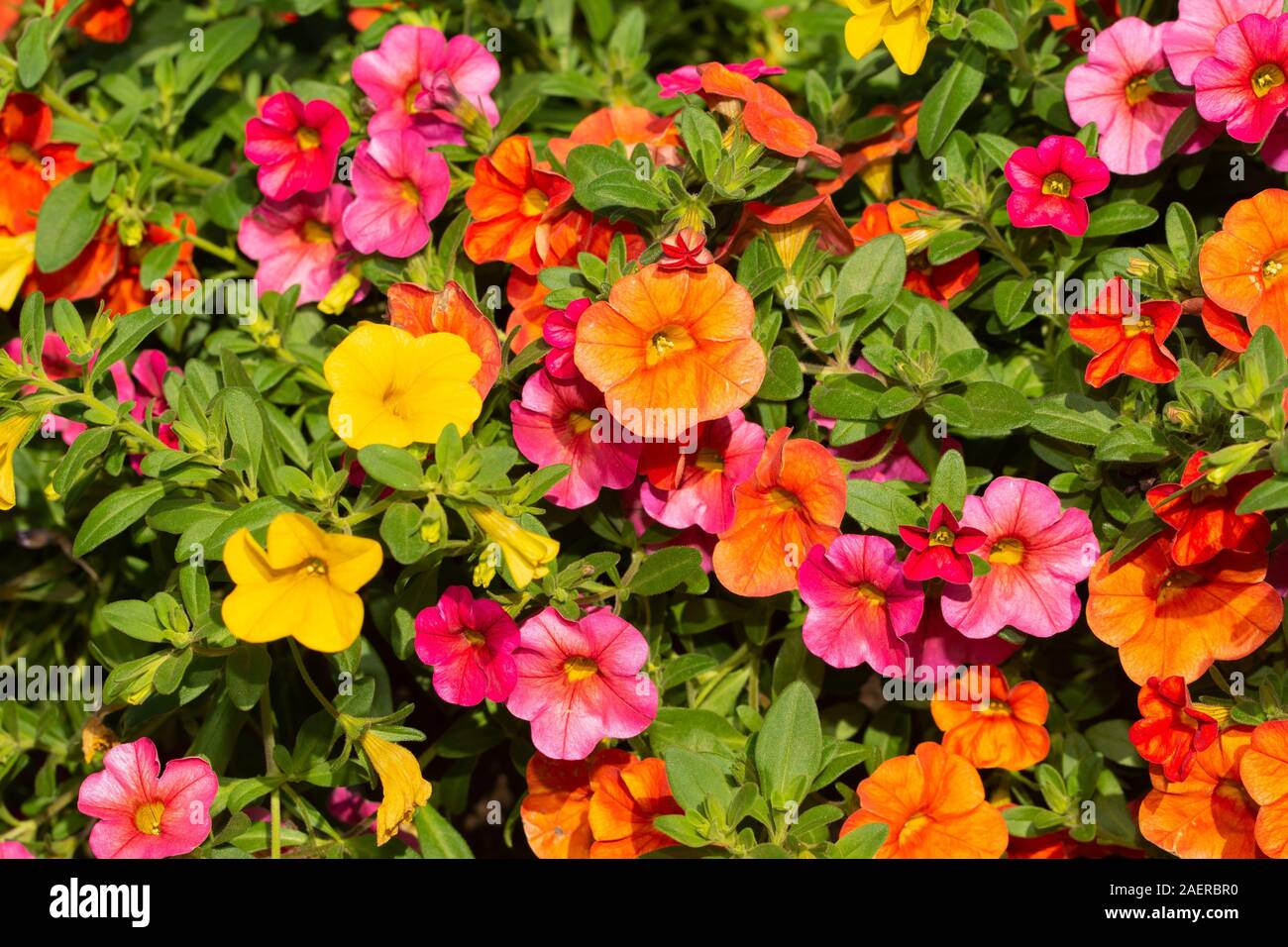 Calibrachoa Blumen in Orange, Pink und Gelb mit hellen Sommer Sonne Stockfoto