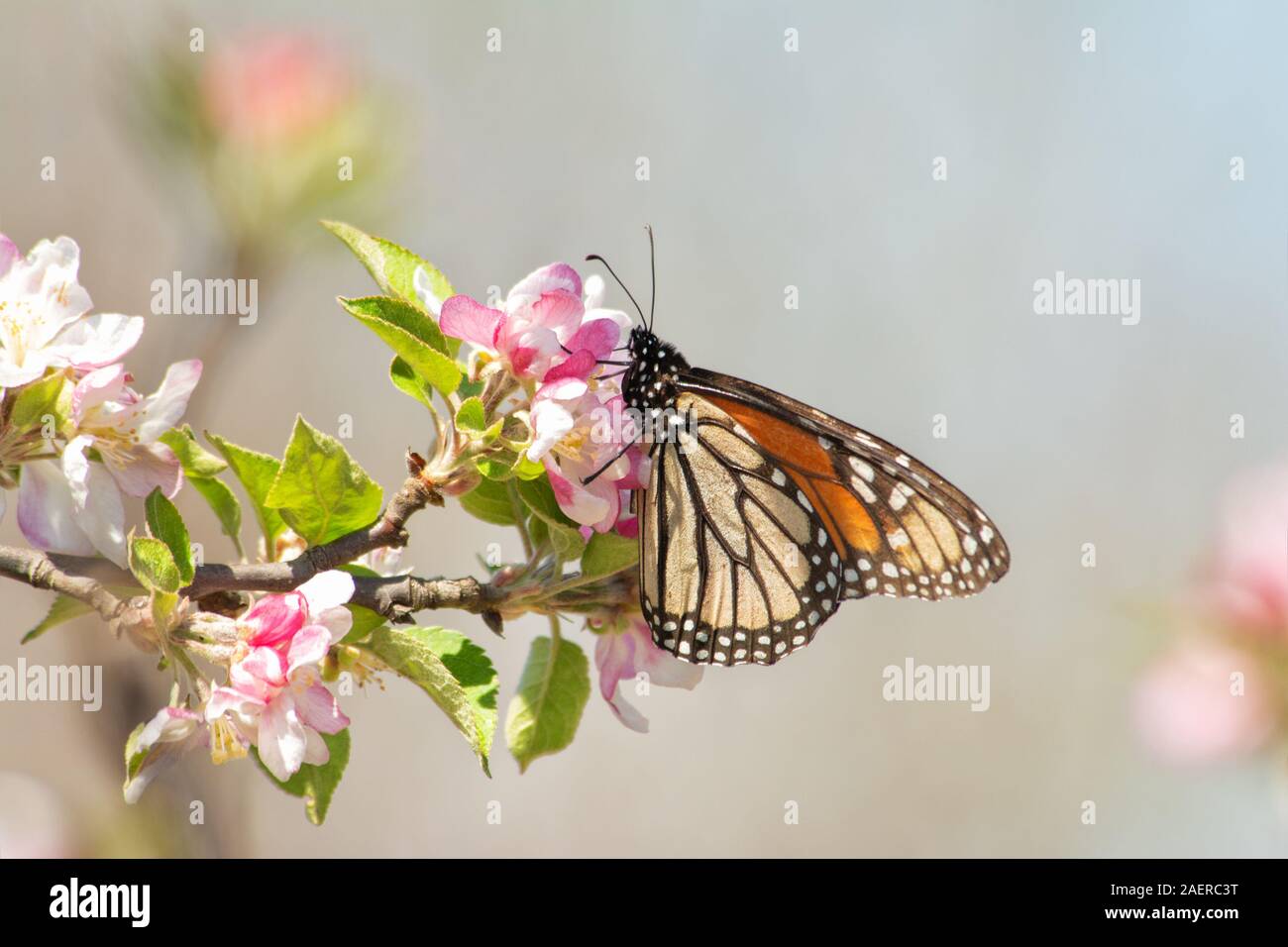 Monarch-schmetterling Fütterung auf Rosa und Weiß apple Blumen im Frühjahr sun Stockfoto