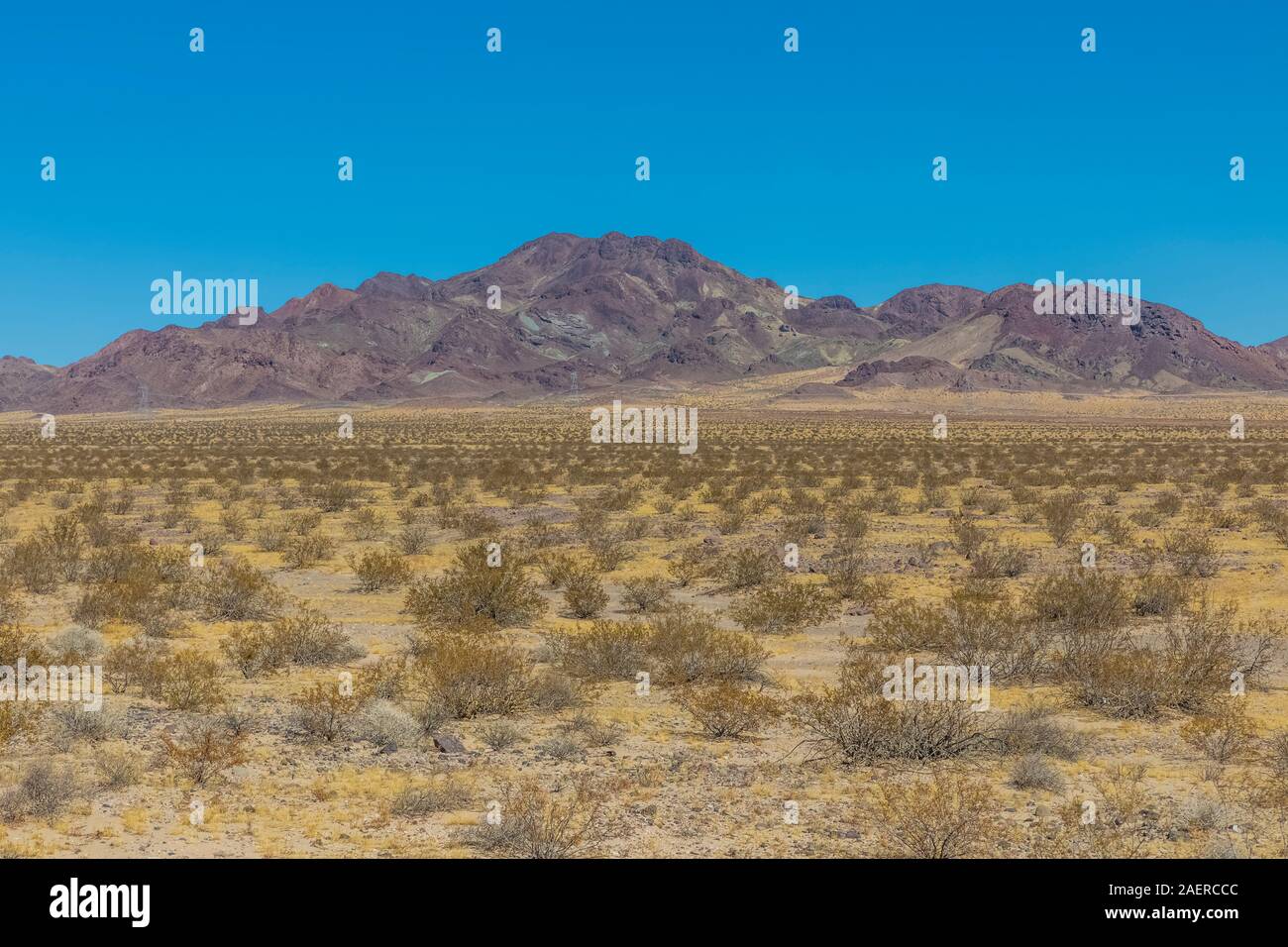 Kreosot Büsche, Larrea tridentata, in der Mojave Wüste entlang der Route 66 in Kalifornien, USA Stockfoto