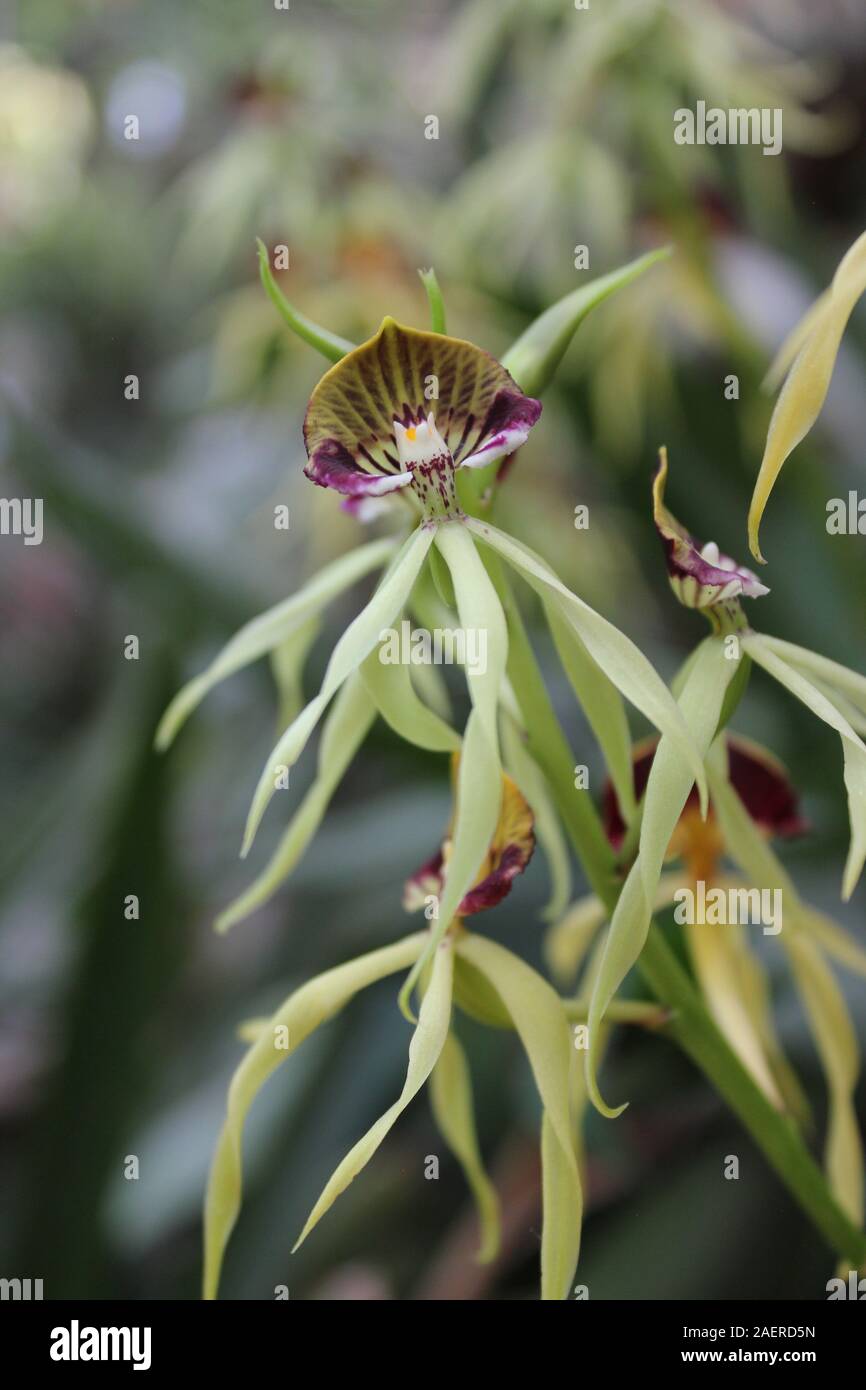 Schönen, gesunden, Prosthechea cochleata Encyclia cochleata, planlagestörungen Orchidee, Cockleshell orchid Stockfoto