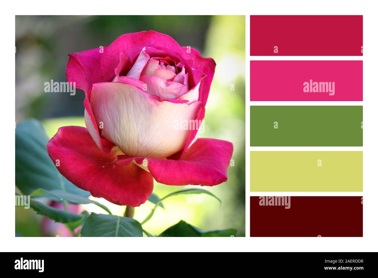 Schöne rosa Rose Blume auf verblasste verschwommen grünen Hintergrund in einer Farbpalette Farbpalette. Stockfoto