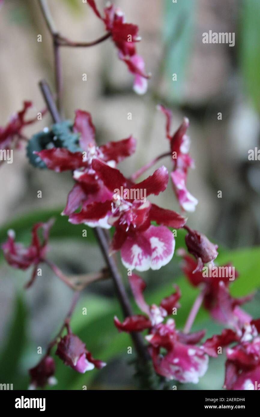 Ungewöhnliche rosa Orchideen wachsen in eine lebendige Blume Garten Stockfoto