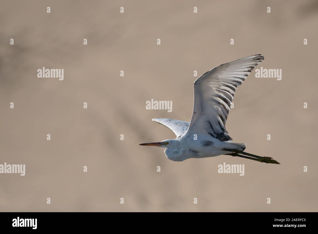 Reiher fliegen über Sealine Beach, Katar Stockfoto