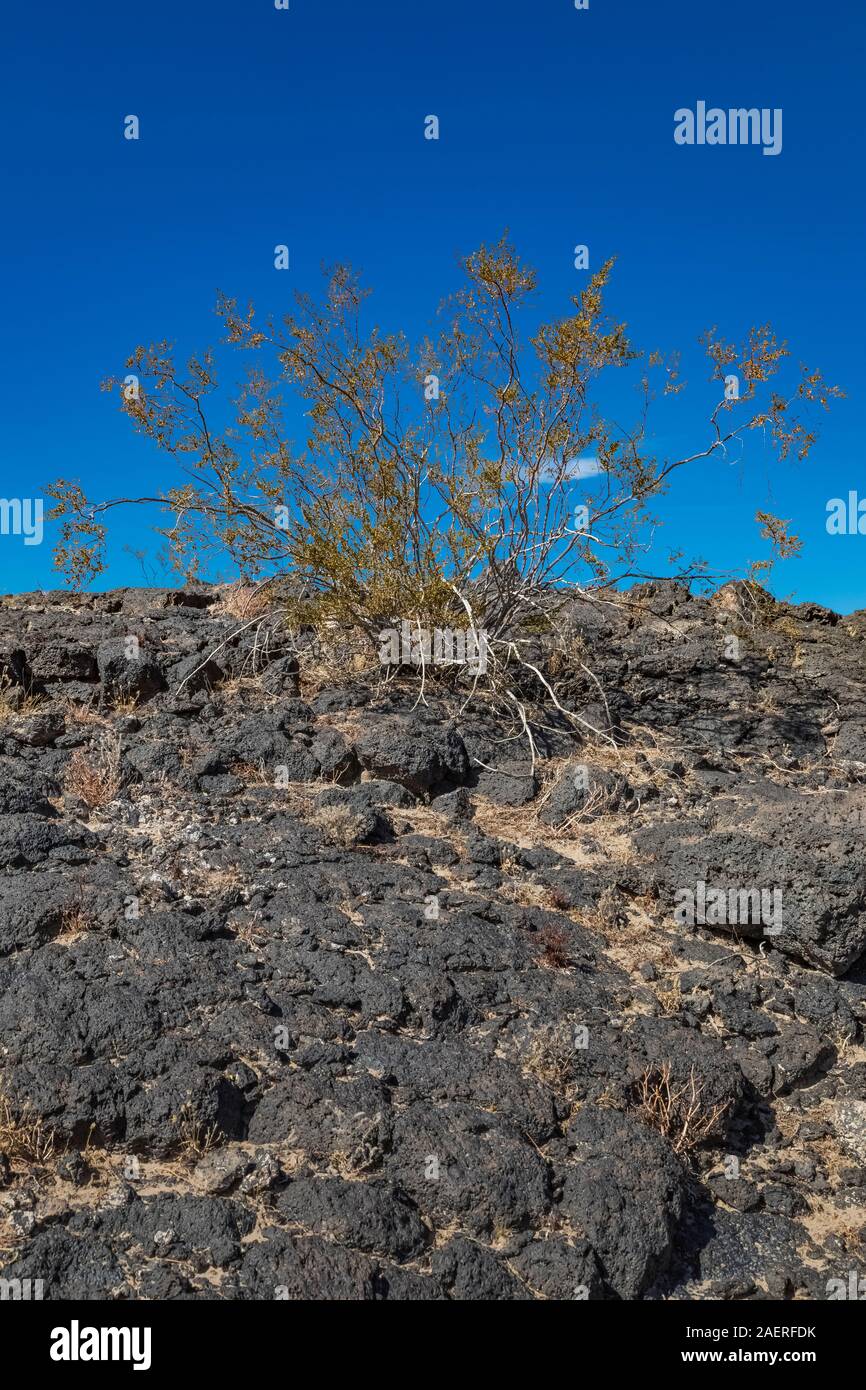 Amboy Krater, ein BLM-verwalteten National Natural Landmark entlang der Route 66 in Kalifornien, USA Stockfoto