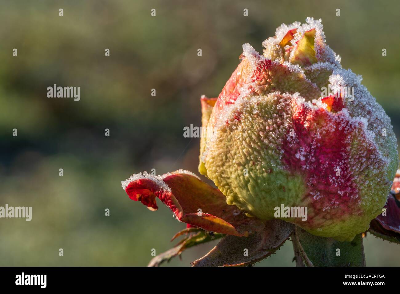 Frozen Rose mit roten und gelben Blüten, mit weißen Eiskristallen bedeckt. Das Konzept der romantischen Liebe, im Winter oder bei kalten Temperaturen. Closeup Makro Stockfoto
