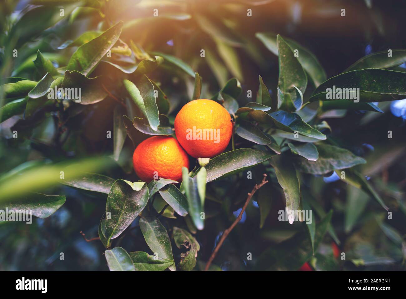Mandarin Früchte auf einem Baum, Hintergrund Stockfoto
