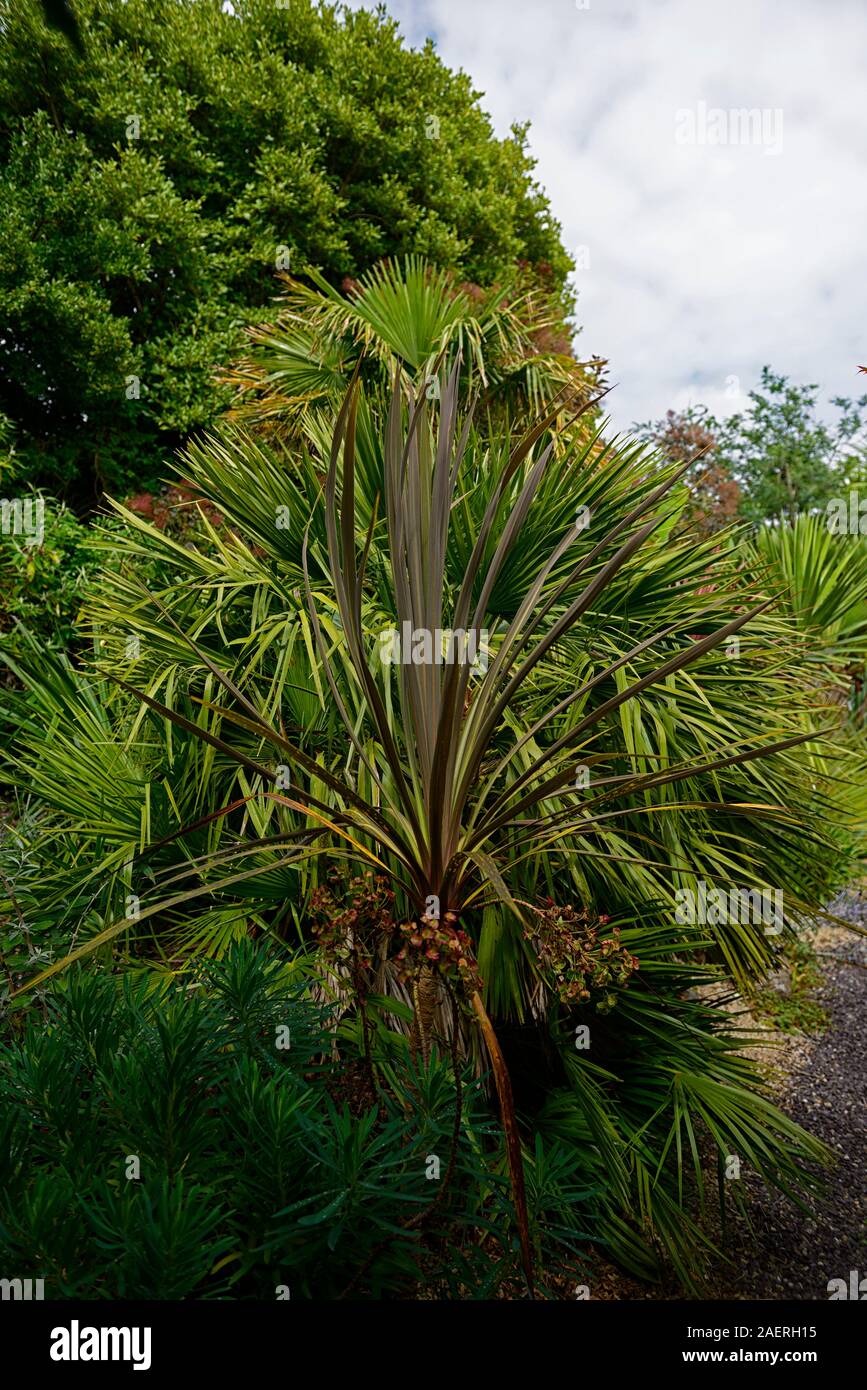 Cordyline Australis, Blätter, Laub, Cordylines, Garten, Gärten, RM Floral Stockfoto