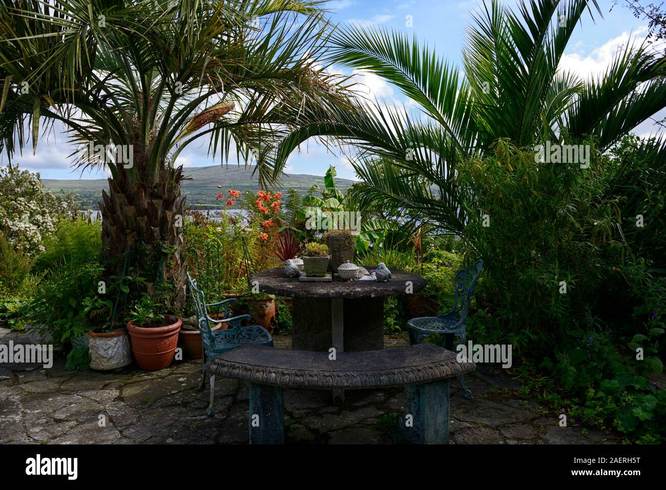 Datum Palm, Phoenix canariensis, Terrasse, Terrassen, auf Kilravock Gärten, West Cork Garden Trail, Hollum, County Cork, RM Floral Stockfoto