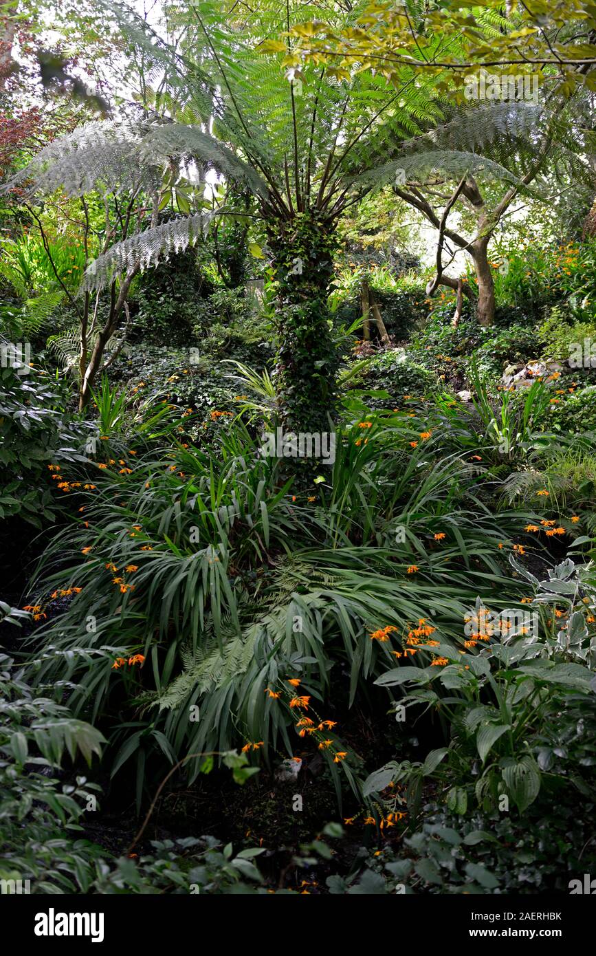 Dicksonia antarctica, Baum Farn, Amtsleitung in Ivy, Mix, gemischte Bepflanzung, Garten, Gärten, Irland, RM Floral Stockfoto